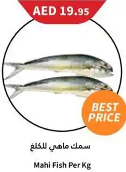 Almaya supermarket Mahi Fish Per Kg offer