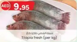 KM Trading Tilapia fresh offer