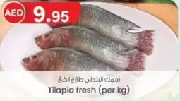 KM Trading Tilapia fresh offer
