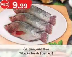 KM Trading Tilapia fresh offer
