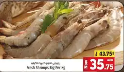 Kenz Hypermarket Fresh Shrimps Big offer