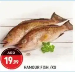 Shaklan Hamour fish offer