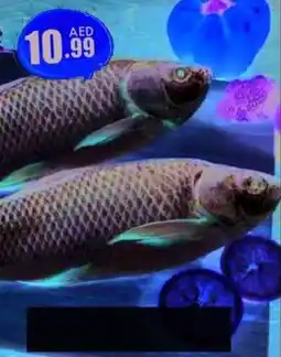 Amber Rohu Fish offer