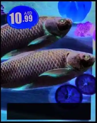 Amber Rohu fish offer
