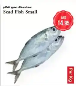 Almaya supermarket Scad fish small offer