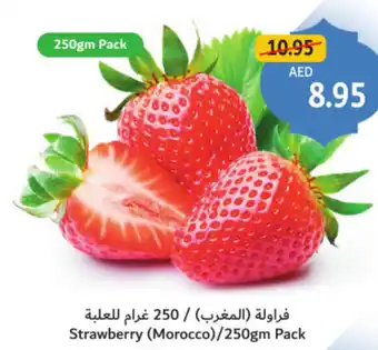 Union Coop Strawberry (Morocco) offer