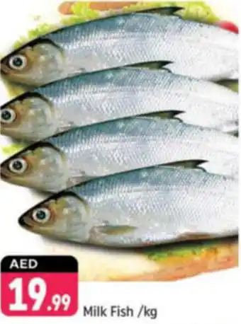 Shaklan Milk Fish offer