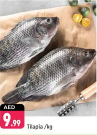 Shaklan Tilapia offer