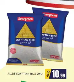 Al Madina ALLDE Egyptian / Calrose Rice offer