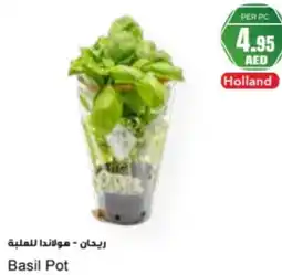 Almaya supermarket Basil Pot offer
