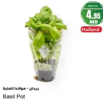 Almaya supermarket Basil Pot offer