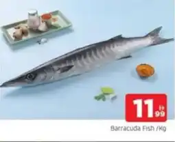 Al Madina Barracuda Fish offer
