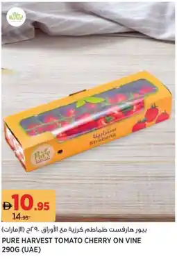Géant Pure harvest tomato cherry on vine offer