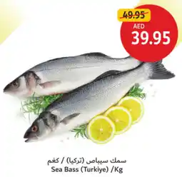 Union Coop Sea Bass offer