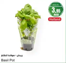 Almaya supermarket Basil Pot offer