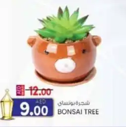 KM Trading Bonsai tree offer