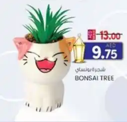 KM Trading Bonsai tree offer