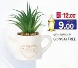KM Trading Bonsai tree offer