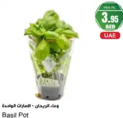 Almaya supermarket Basil Pot offer