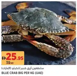 Géant Blue crab big offer