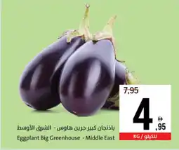 Sharjah Co-op Eggplant Big Greenhouse Middle East offer