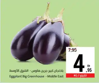 Sharjah Co-op Eggplant Big Greenhouse Middle East offer