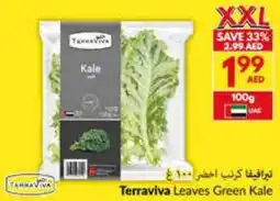 Viva Terraviva Leaves Green Kale offer