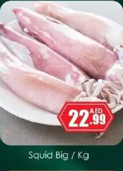 Amber Squid Big offer