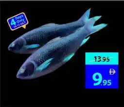 Ajman Market Rahoo fish offer