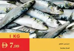 Istanbul Supermarket Sardine Small offer