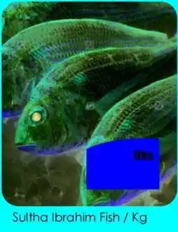 Amber Sultha Ibrahim Fish offer