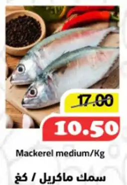 Mackerel Medium