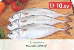 KM Trading Mackerel offer