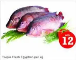 Nesto Tilapia fresh egyptian offer