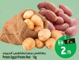 Safari Hypermarket Potato Egypt Potato Red offer
