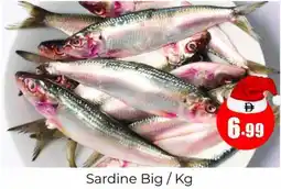 Amber Sardine Big offer