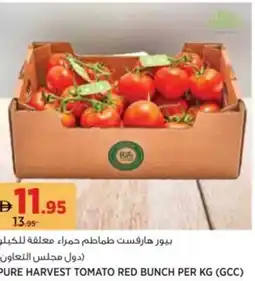 Aswaaq Pure harvest tomato red bunch offer