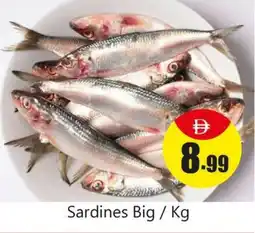 Amber Sardines Big offer