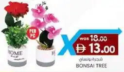 KM Trading Bonsai tree offer