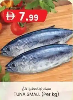KM Trading Tuna small offer