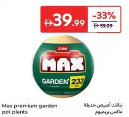 Carrefour Max premium garden pot plants offer