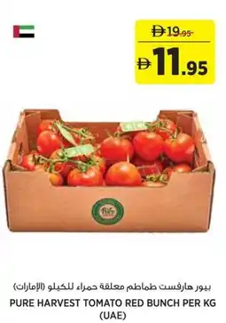 Aswaaq Pure harvest tomato red bunch offer