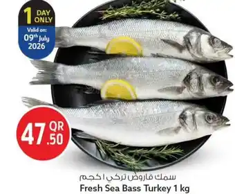Fresh sea bass turkey