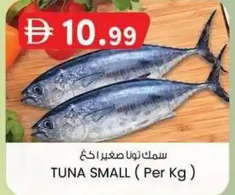 KM Trading Tuna small offer