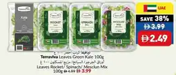 Viva Terraviva Leaves Green Kale offer