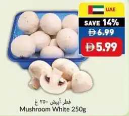 Viva Mushroom White offer