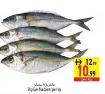 Safeer Market Big Eye Mackerel offer
