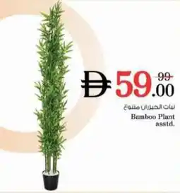 Nesto Bamboo Plant offer