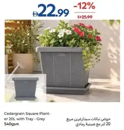 Carrefour Cedargrain Square Plant offer