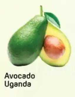 Day To Day Avocado Uganda offer